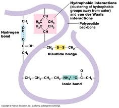 <p>3D globular structure due to interactions among R groups</p><p>held by ionic bonds, hydrogen bonds, hydrophobic interactions, disulfide bridges, and van der waals interactions</p>