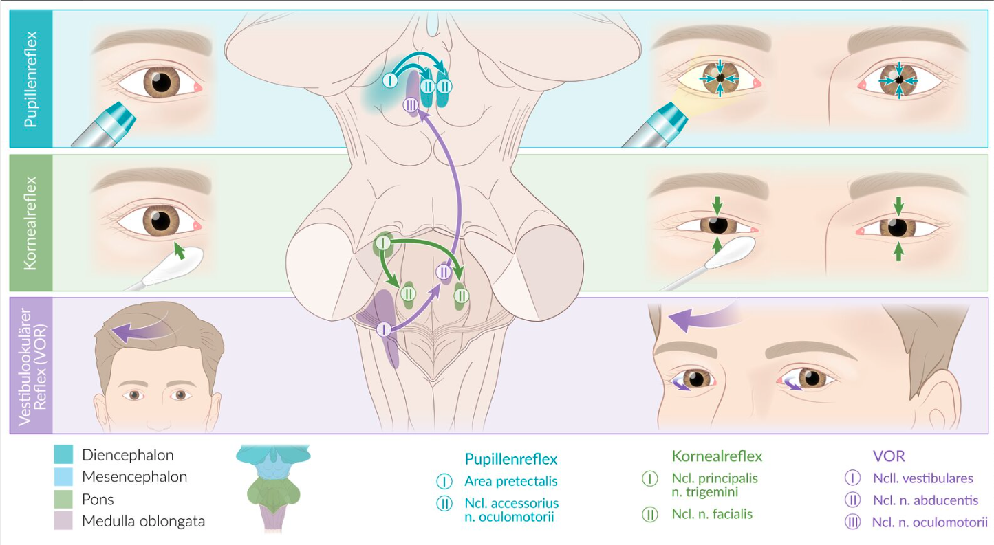 <p>A. Facial nerve (N. facialis)</p>