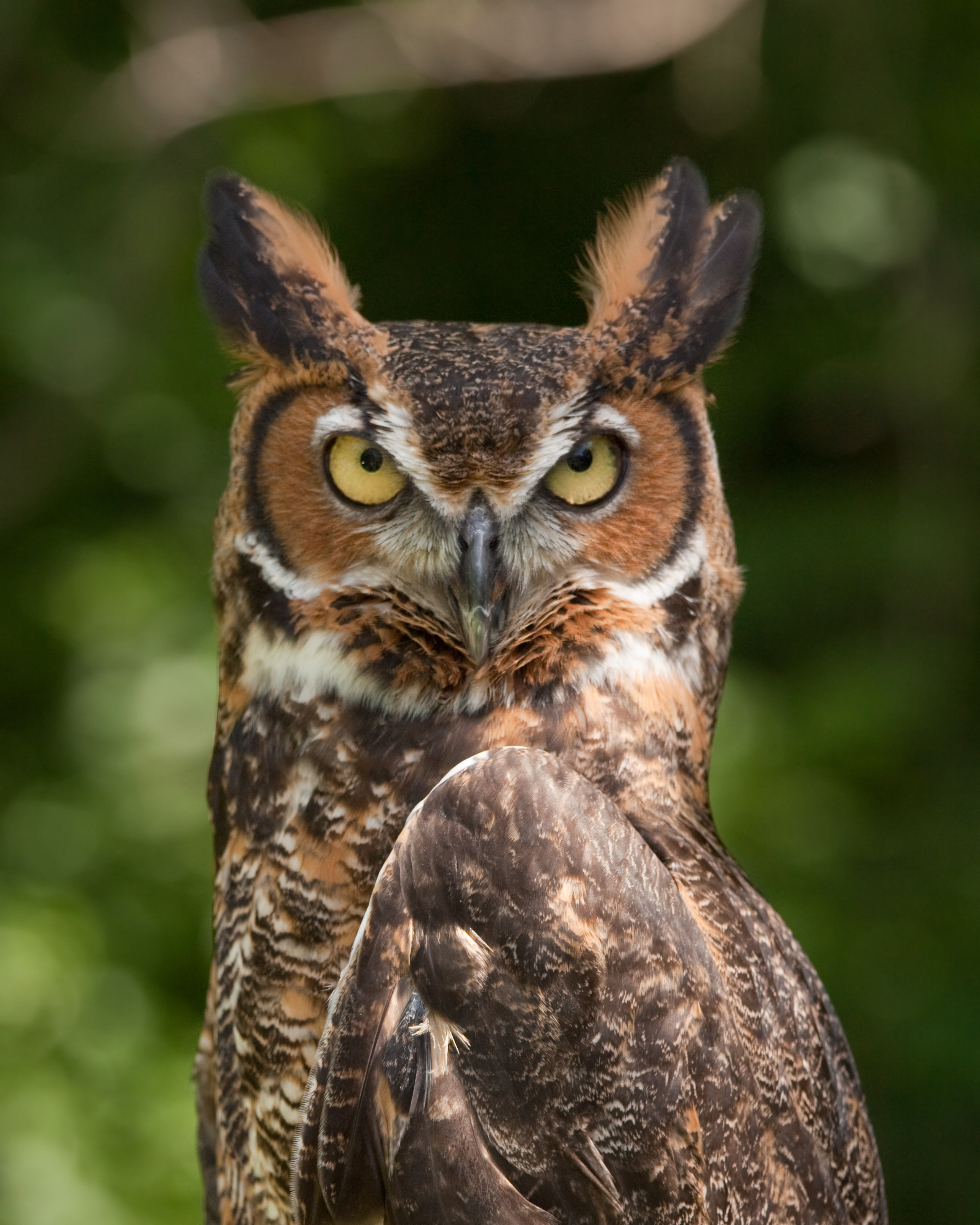 <p>What bird is this?</p>