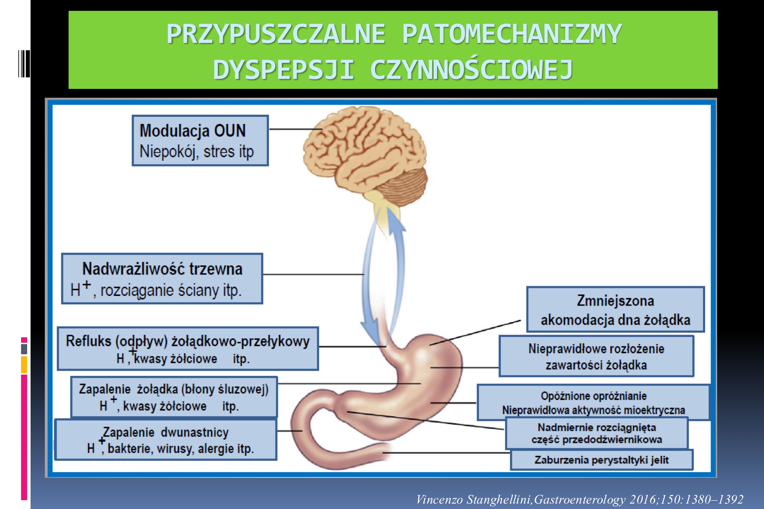 <p>HIPOTEZA ZAPALENIA NEUROGENNEGO</p><p>Gastroenteritis - uszkodzenie splotów śródściennych = unerwienia</p><p>autonomicznego</p><p>Hormonalne: ciąża, HRT, antykoncepcja,</p><p>Leki: statyny, NLPZ</p><p>PTM:</p><p>1. Zmniejszenie progu bólowego czucia trzewnego - hyperalgezja</p><p>2. Zmiany motoryki /mechanizmów odruchowych.</p><p>3. Zmiany czynności CNS</p><p>4. Zapalenie (Infekcja Helicobacter pylori)</p>