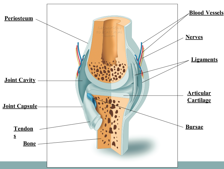 <p>to lubricate the synovial joint (reduce friction) and provide nutrients for the articulating cartilage</p>