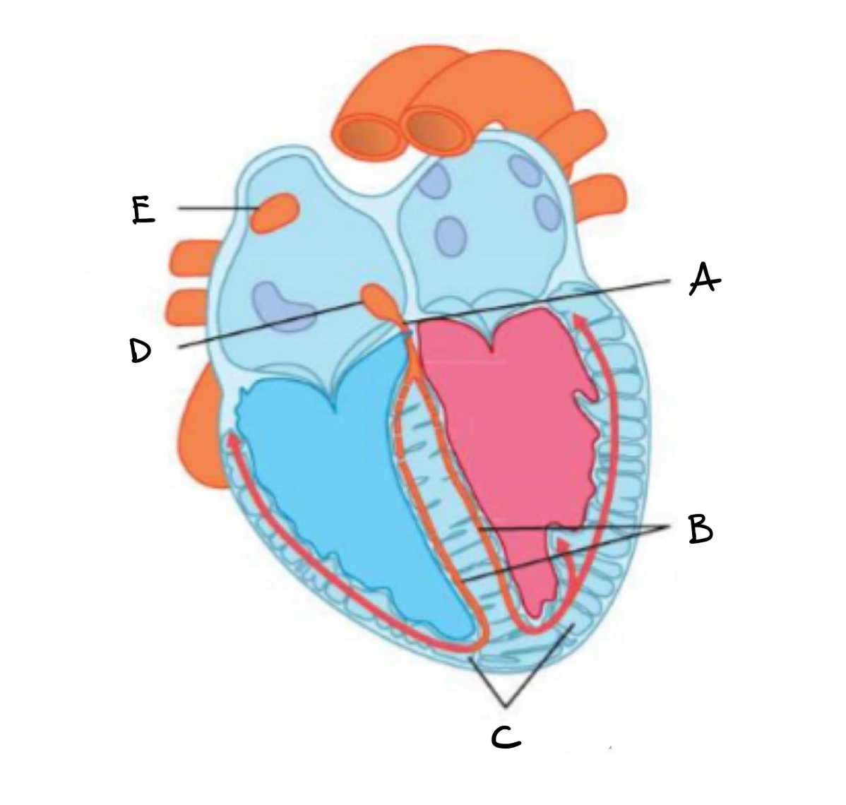 <p>what is C?</p>