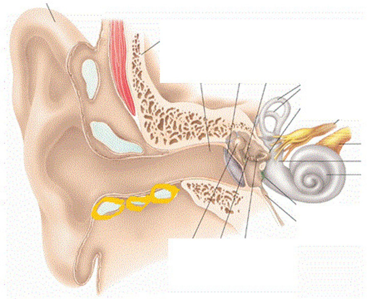 <p>glands that create cerumen (Ear wax)</p>