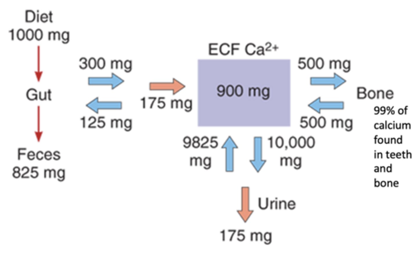 <p>note the 99% of Ca2+ found in teeth and bone:</p>