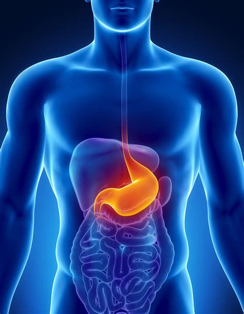 <p>stomach</p>