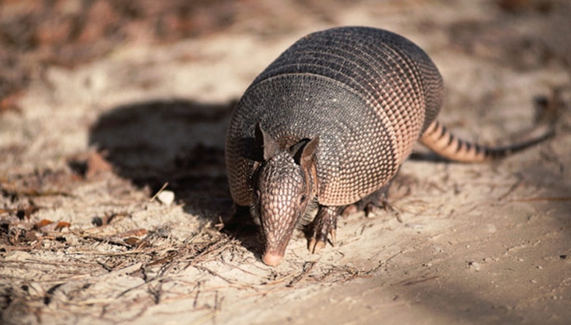 <p>armadillos</p>