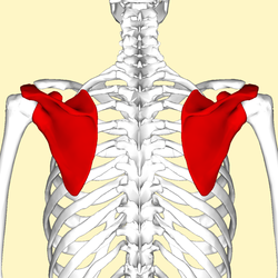 <p>shoulder bone</p>