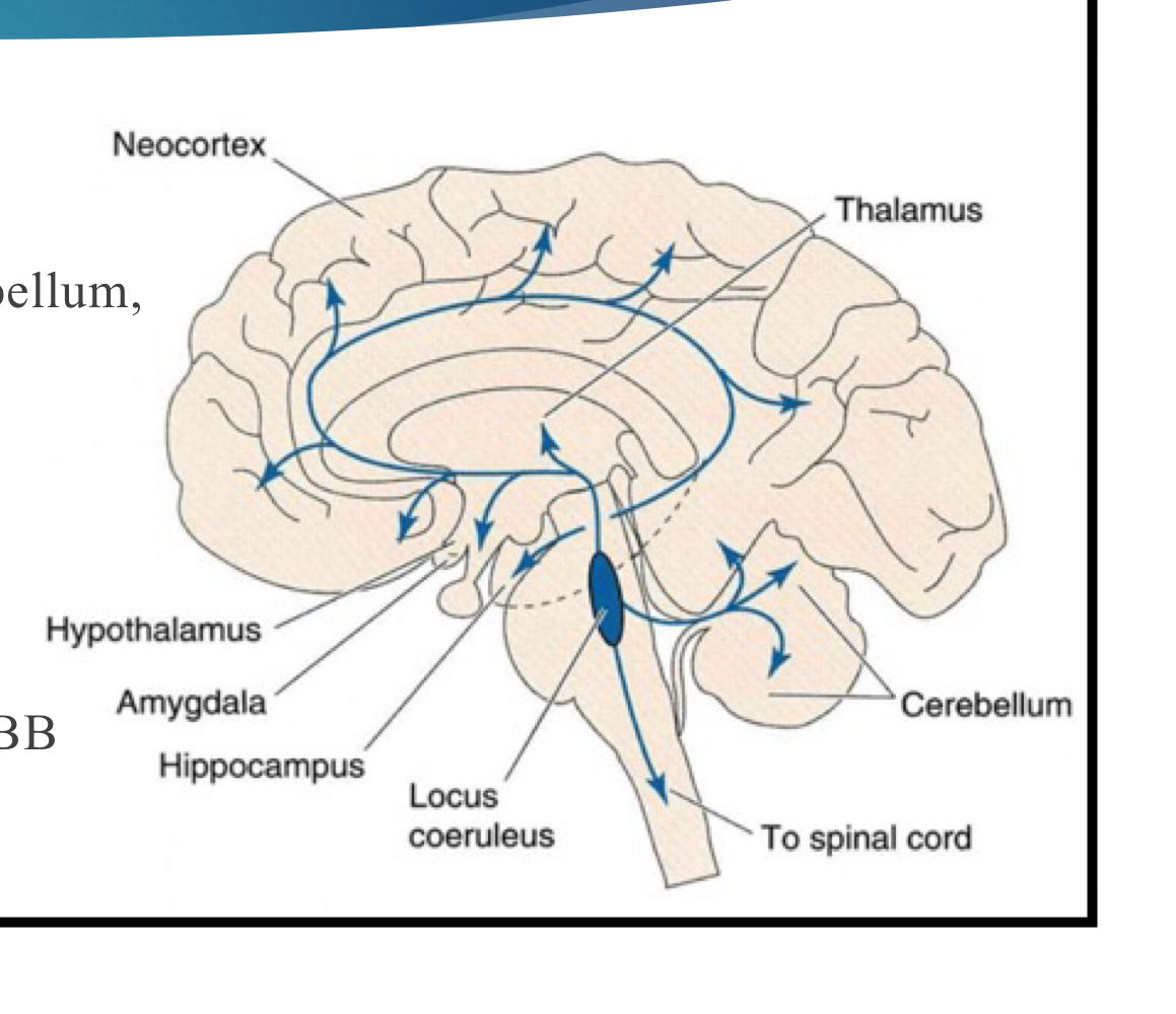 <p>cell bodies of NE neurons are in the nucleus coeruleus; their axons are lined with varicosities to release NT and project to all areas of the forebrain, cerebellum, and spinal cord</p>
