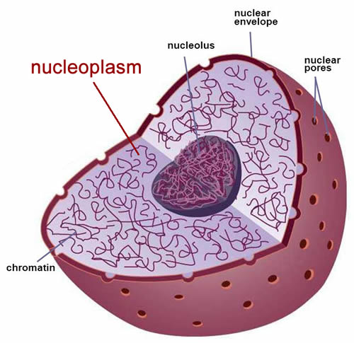 <p><span>The liquid is called nucleoplasm. Free nucleotides not yet in DNA strands are floating around in this liquid.</span></p>