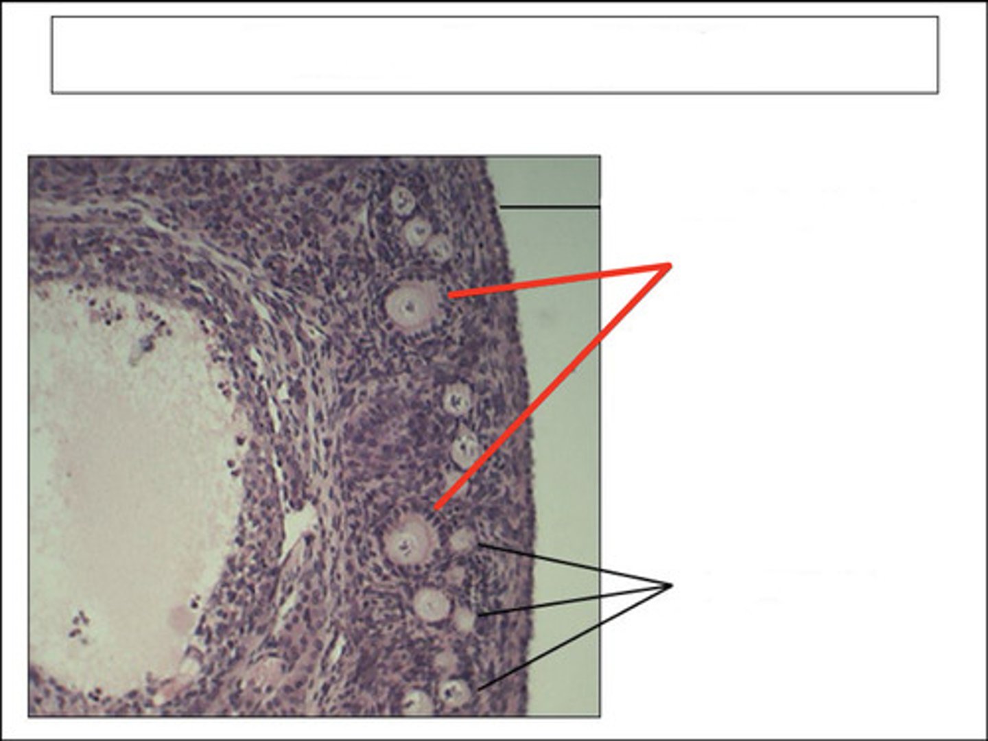 <p>identify this structure and organ</p>