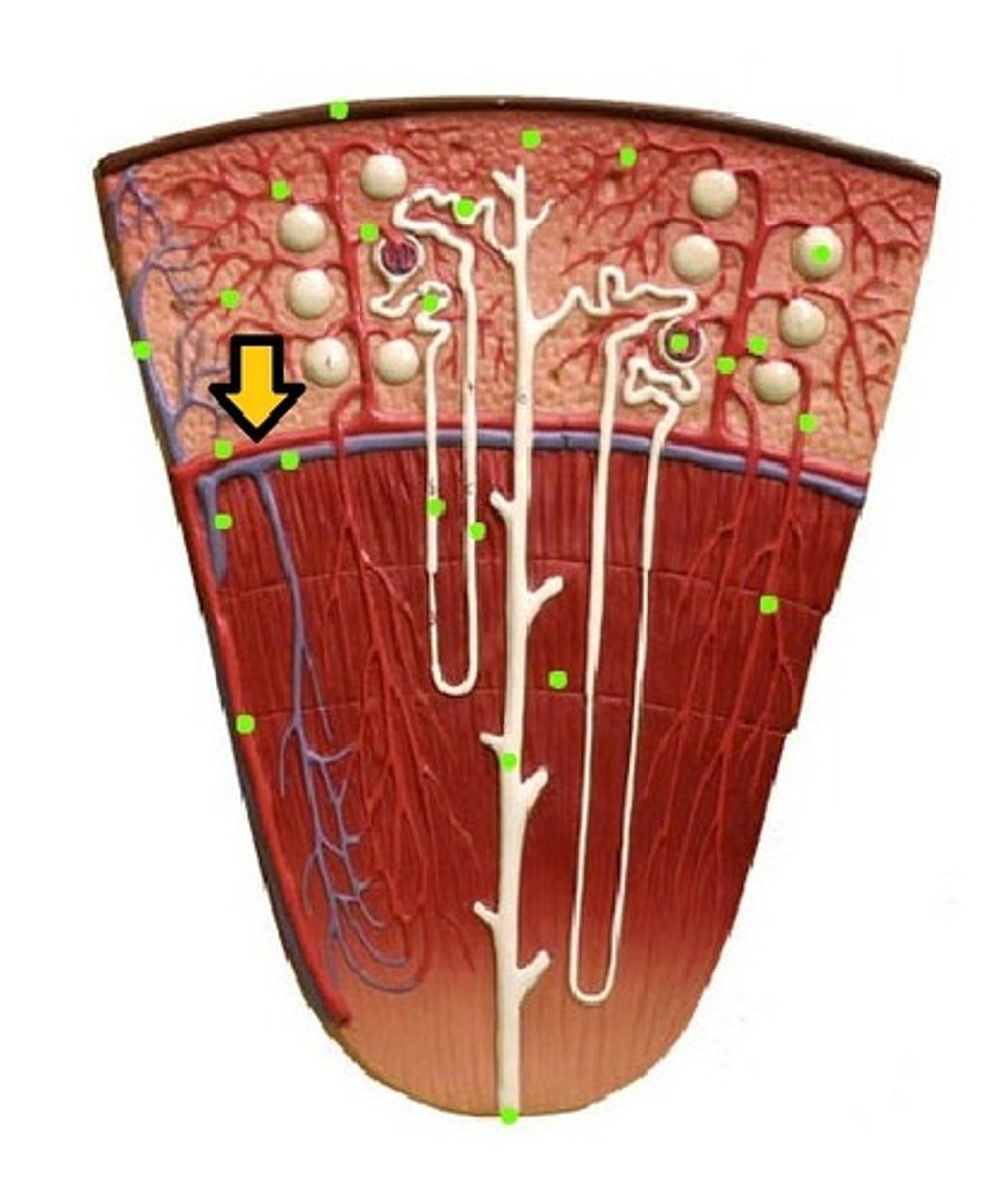 <p>What artery is this?</p>