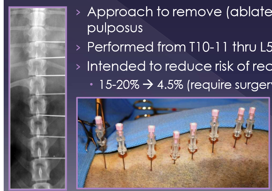 <ul><li><p>approach to remove (ablate) the nucleus pulposus </p></li><li><p>performed from T10-11 thru L5-6 </p></li><li><p>intended to reduce risk of recurrence </p><ul><li><p>15-20% → 4.5% (require surgery) </p></li></ul></li></ul><p></p>