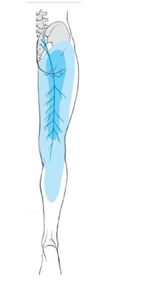 <p>What nerve supplies the blue in this picture?</p>