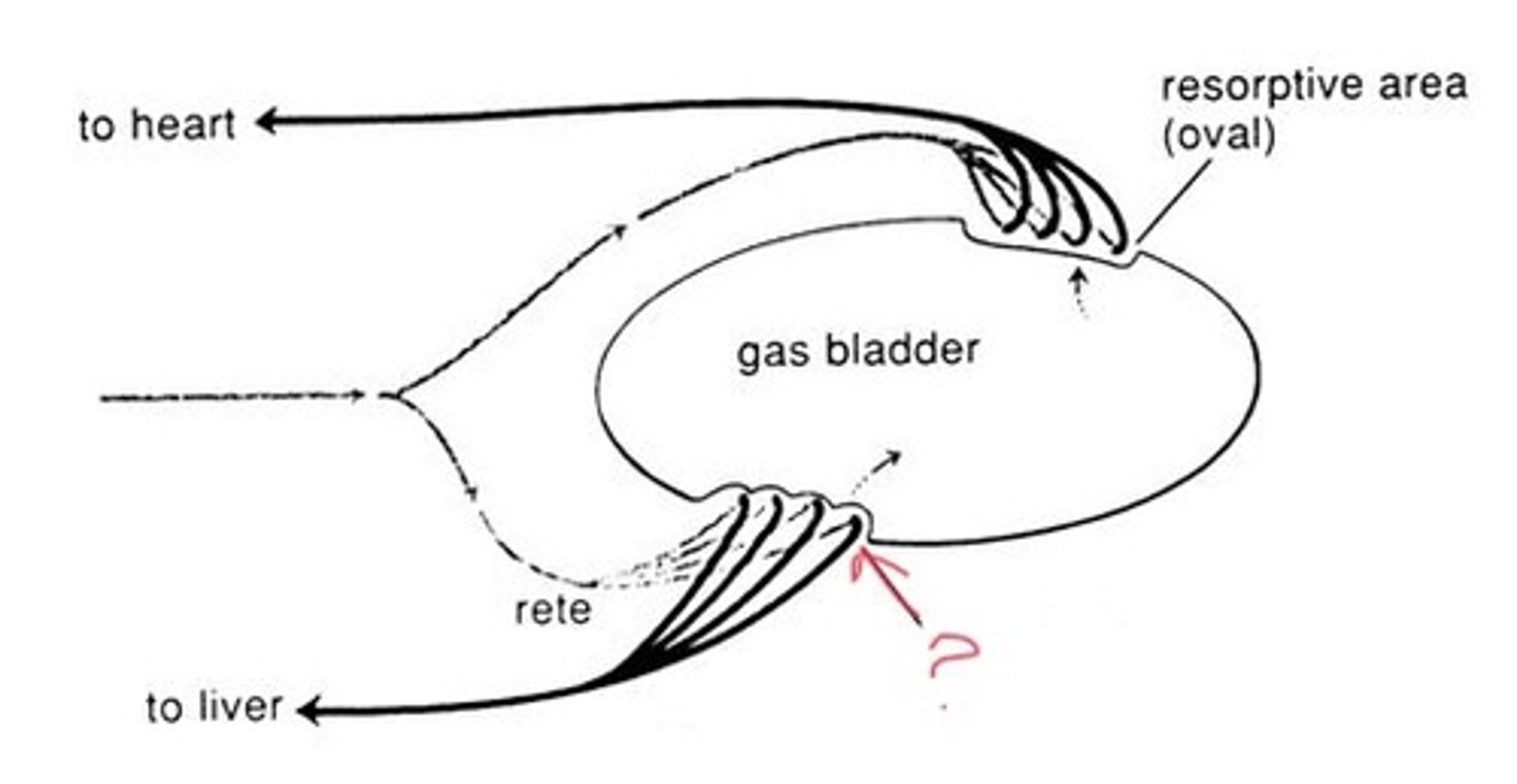 <p>specialized tissue within the bladder responsible for secreting gases into it</p>