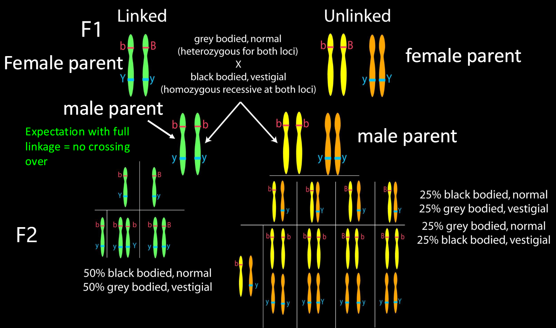 <p>2. Backcross female F1 (BbVv) with male double mutants<br>(bbvv). Crossing over does not occur in male Drosophila. In linked and Unlinked</p><p></p><p>If 50% to 50% ratio result: this is linked bc crossing occurs in same chromosome.</p><p></p><p>If 25% x4 ratio result: This is unlinked bc crossing over occurs in different chromosomes, parental and recombination is present here.</p>