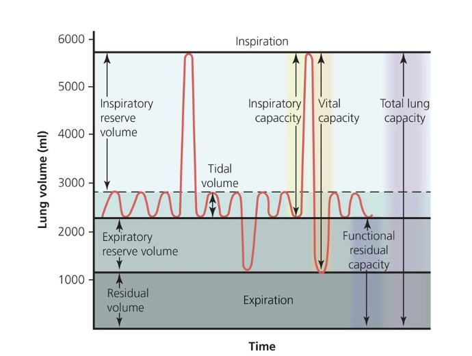 <p>is the sum of 2 or more lung volumes</p>