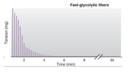 <ul><li><p>fast myosin ATPase</p></li><li><p>greatest amount of tension (high force)</p></li><li><p>most likely to fatigue rapidly</p></li></ul><p></p>