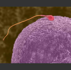 Sperm