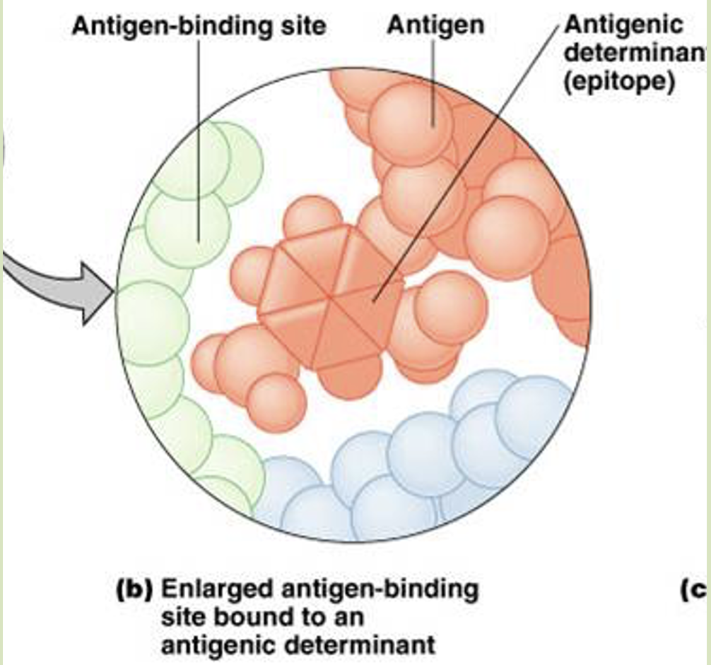 <p>Antigenic determinant</p>