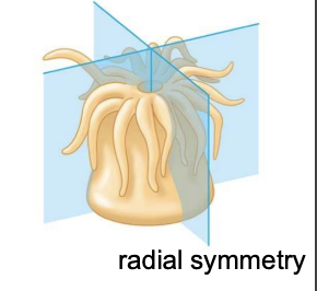 <p>The body can be split based on a central axis</p>