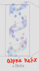 <p>Protein Structures </p>