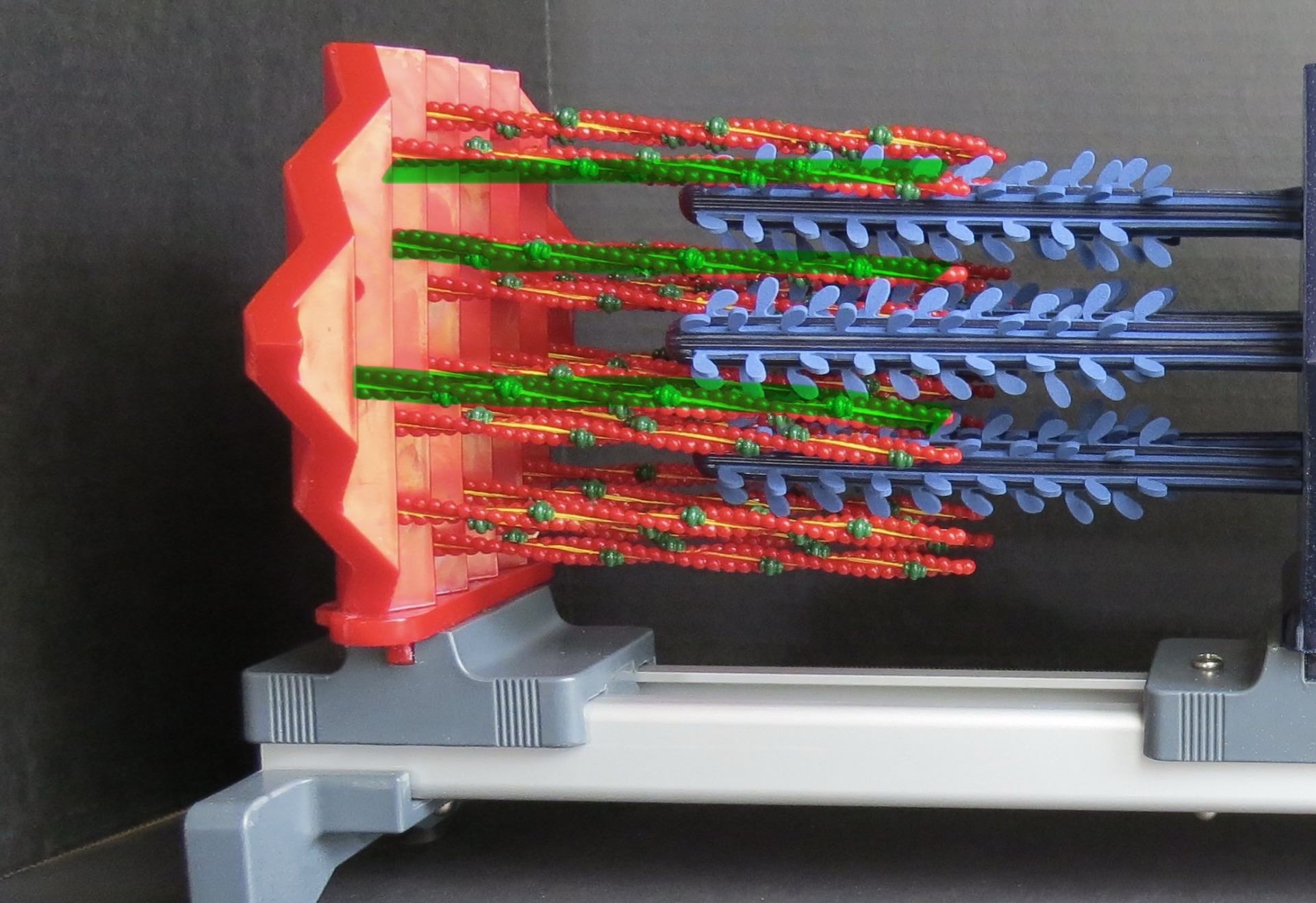 <p>What myofilament is the highlighted structure</p>