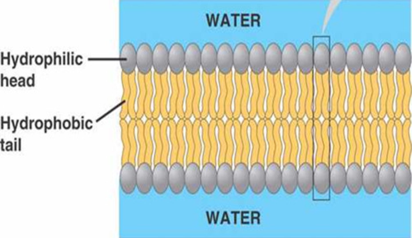 <p>2 fatty acid tails (hydrophobic) and phosphate heads (hydrophilic) ; when added into water it assembles a bilayer (2 layered sheets in cell membrane)</p>