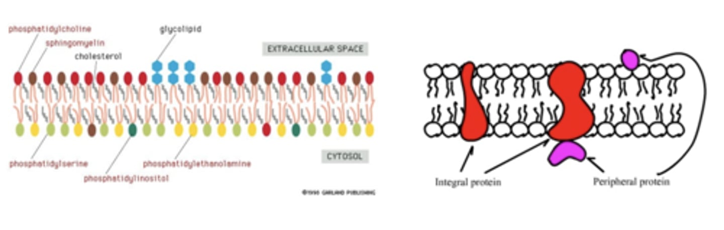 <p>Are cell membranes symmetric or asymmetric?</p>