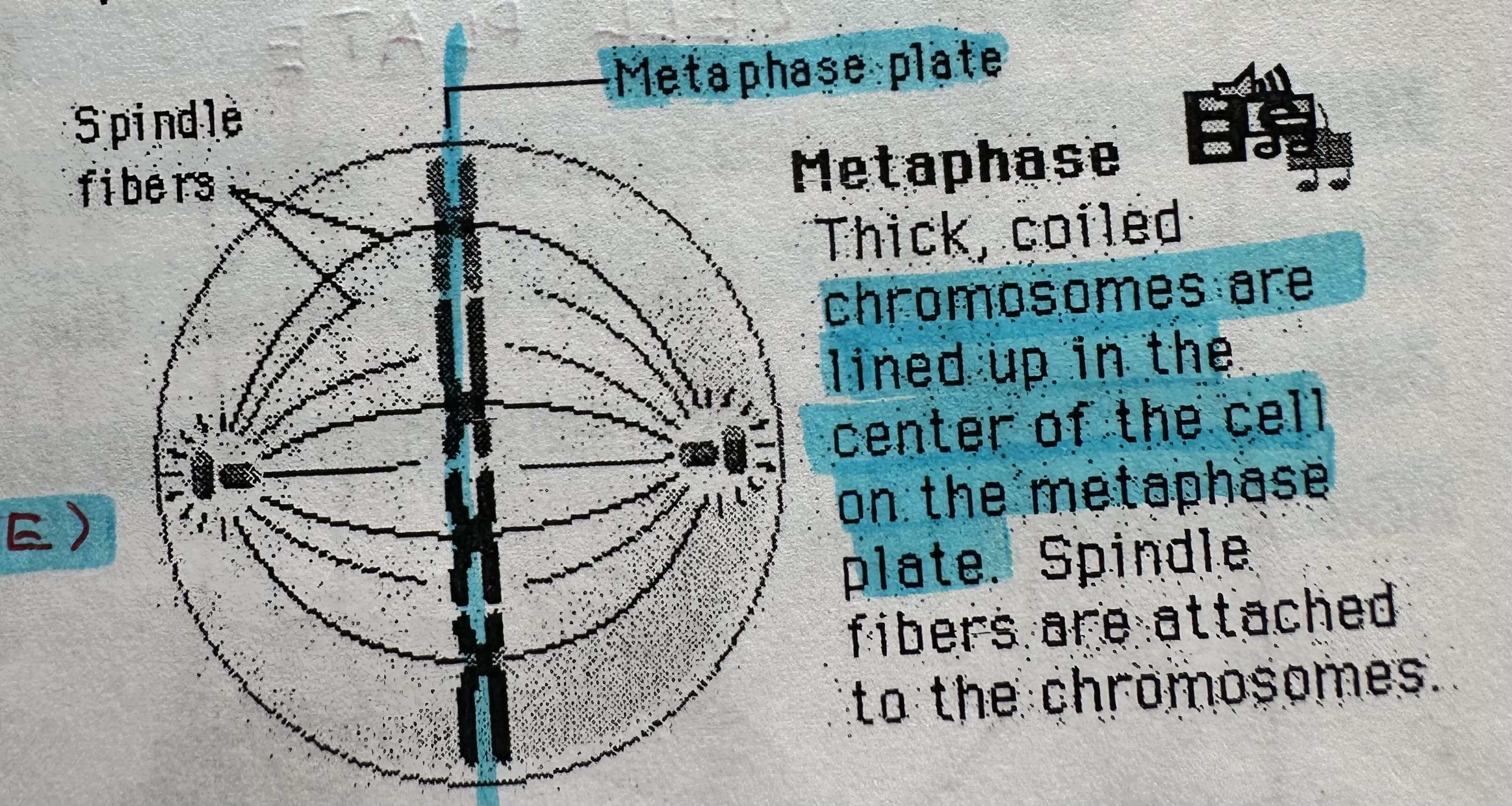 <p>2nd stage of mitosis</p><p>Chromosomes are pushed and pulled by spindle fibers to become arranged along the cell’s metaphase plate. CENTROMERE of each SISTER CHROMATID is attached to a SEPERATE spindle fiber.</p>