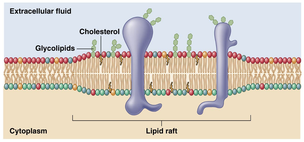 membrane microdomains containing elevated levels of cholesterol and phospholipids with saturated fatty acid chains. These play an important role in membrane protein localization.