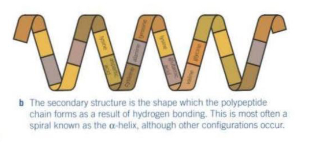<ul><li><p>Weak hydrogen bonds form between the backbone of the polypeptide chains making it coil into an a-helix or a B-pleated sheet.</p></li></ul><p></p>
