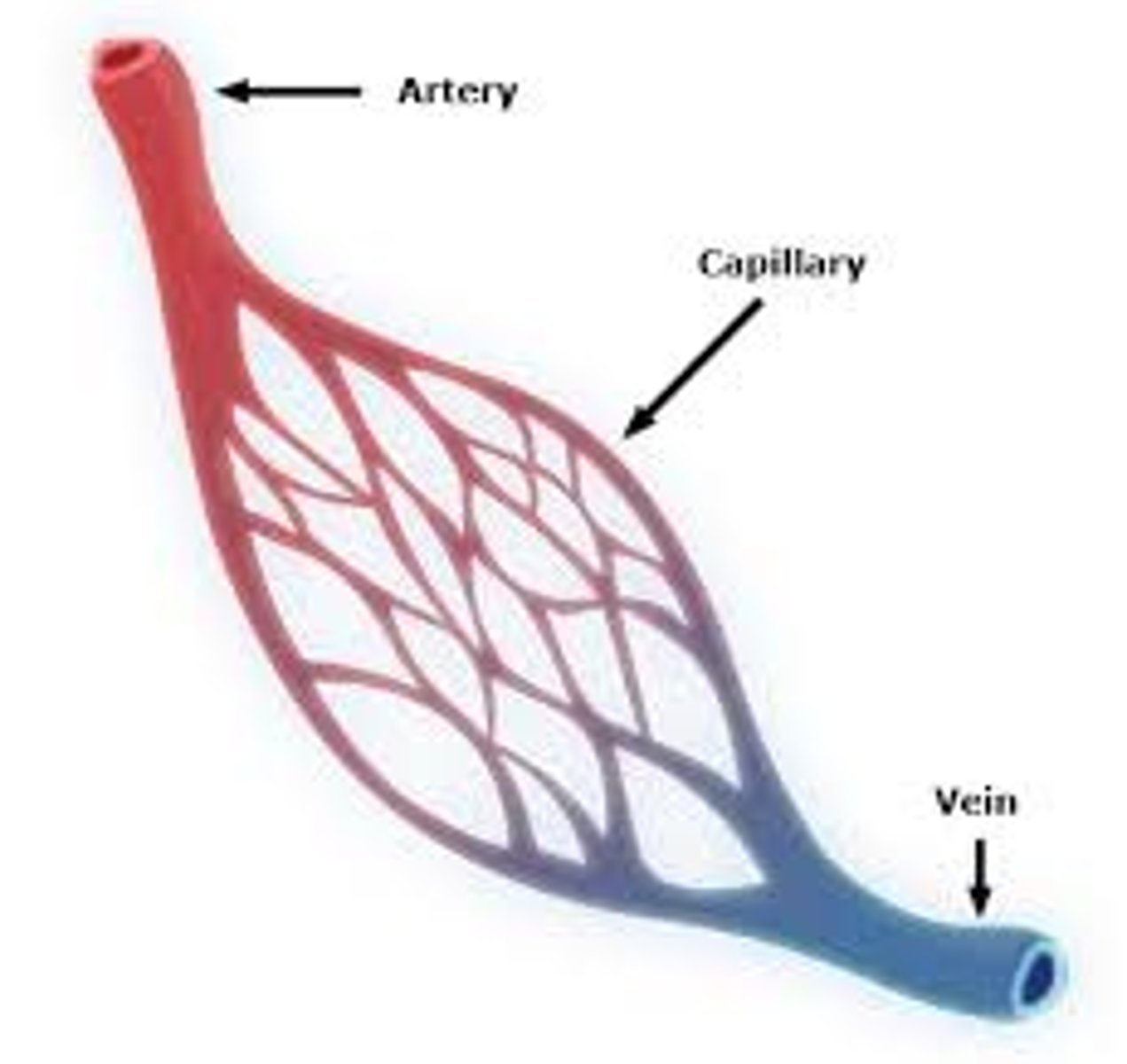 <p>smallest blood vessel; brings nutrients and oxygen to the tissues and absorbs carbon dioxide and waste products</p>