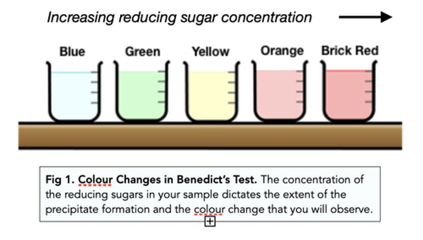 <p>The further the colour change, the higher the concentration of reducing sugar</p>