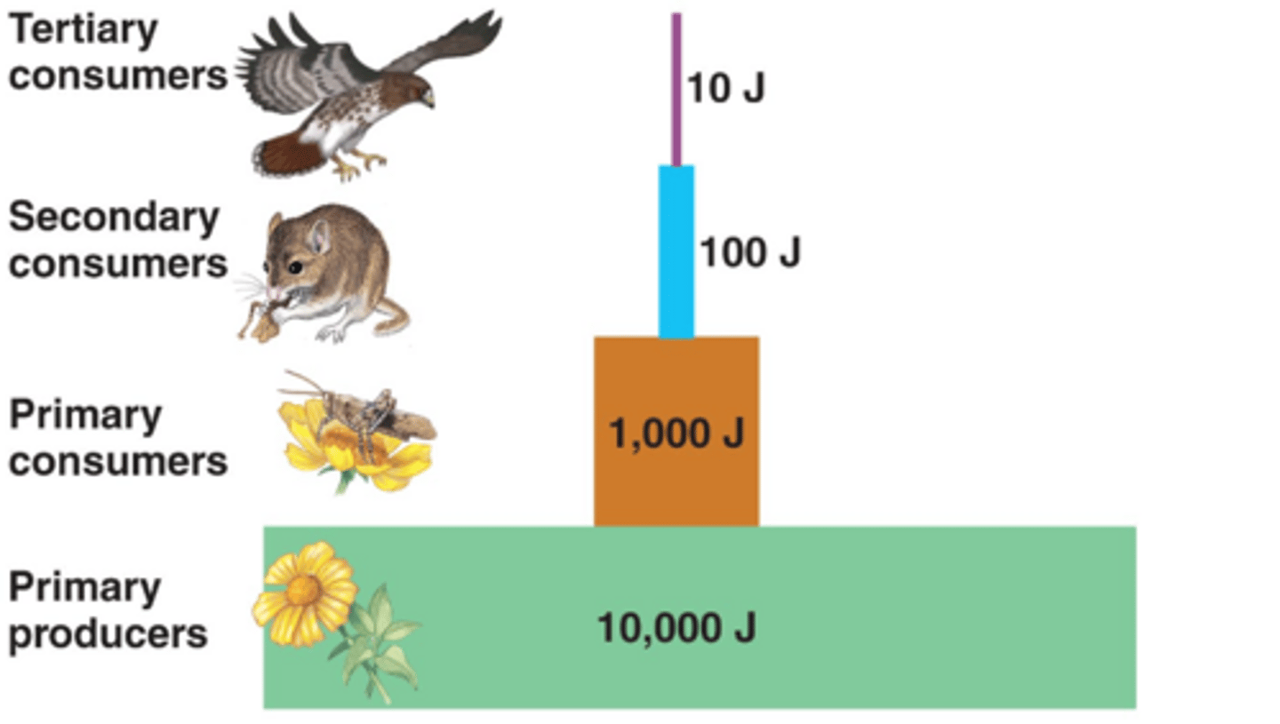 <p>-Only around 10% of energy from last trophic level passed onto next</p><p>-after few levels, energy too low to sustain a higher level consumer</p>
