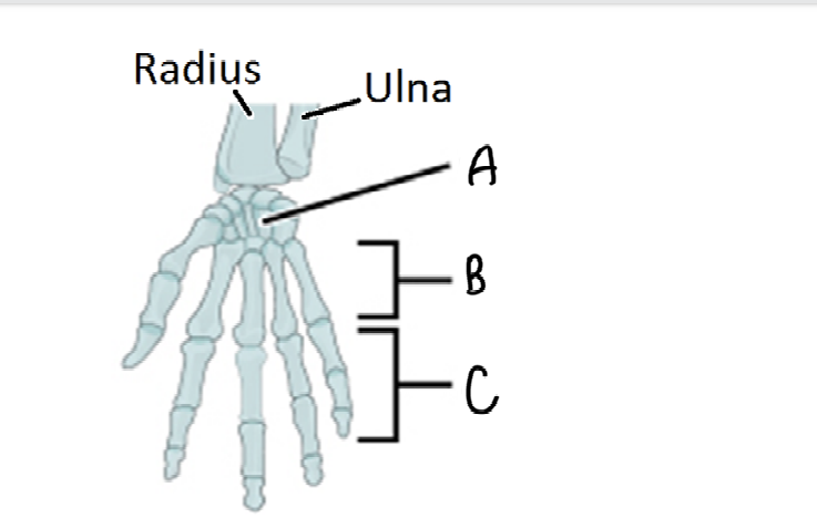 <p>Label the bones of the wrist and hand</p>
