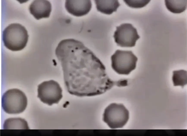<ul><li><p>Detect <strong>chemical signals</strong> from bacteria</p></li><li><p>Move towards signal source (chemotaxis)</p></li><li><p>Process:</p><ul><li><p>Surface receptors bind signal</p></li><li><p>Internal signaling cascade activates</p></li><li><p>Leads to movement and <strong>endocytosis</strong> of bacteria</p></li></ul></li></ul><p></p>