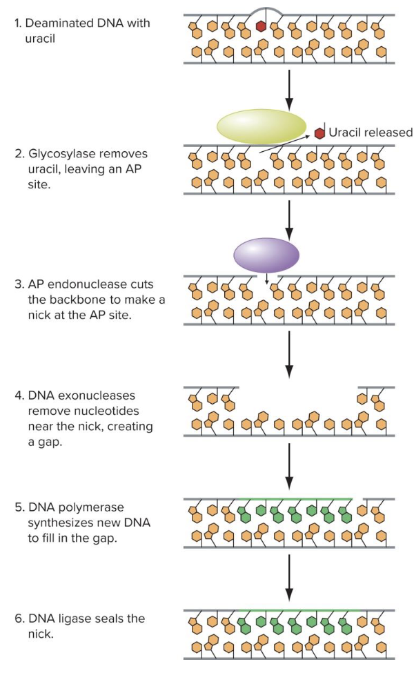 <p>removes lesions of damaged DNA</p><ul><li><p>DNA glycosylases removes <u>altered nitrogenous base and therefore nucleotides</u></p></li><li><p>new DNA synthesizes to fill in the gap</p></li></ul><p></p><p></p><p></p>