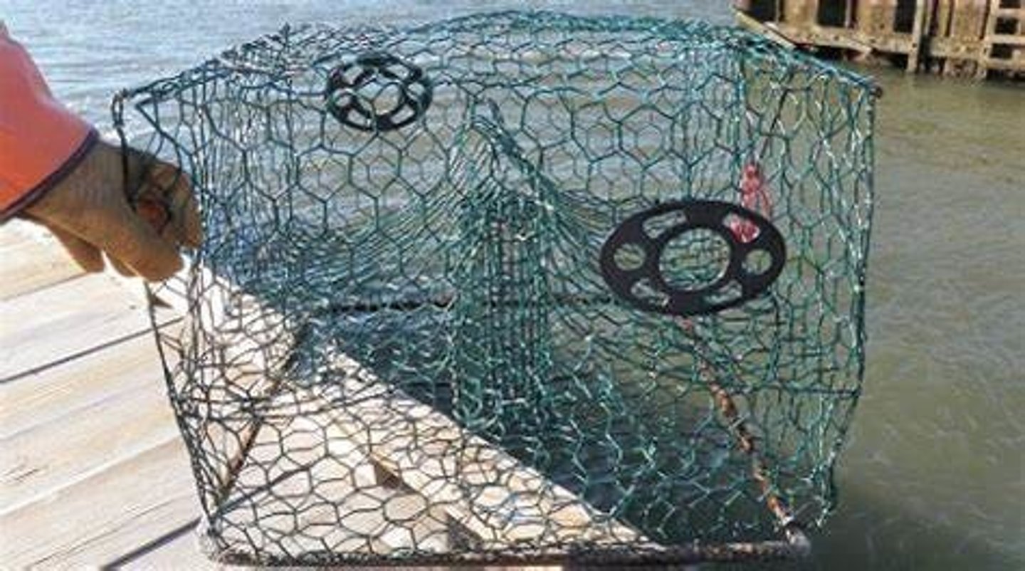 <p>Turtle Exclusion Devices (TEDs) are large spring loaded escape panels in the nets, which allow turtles to escape</p>
