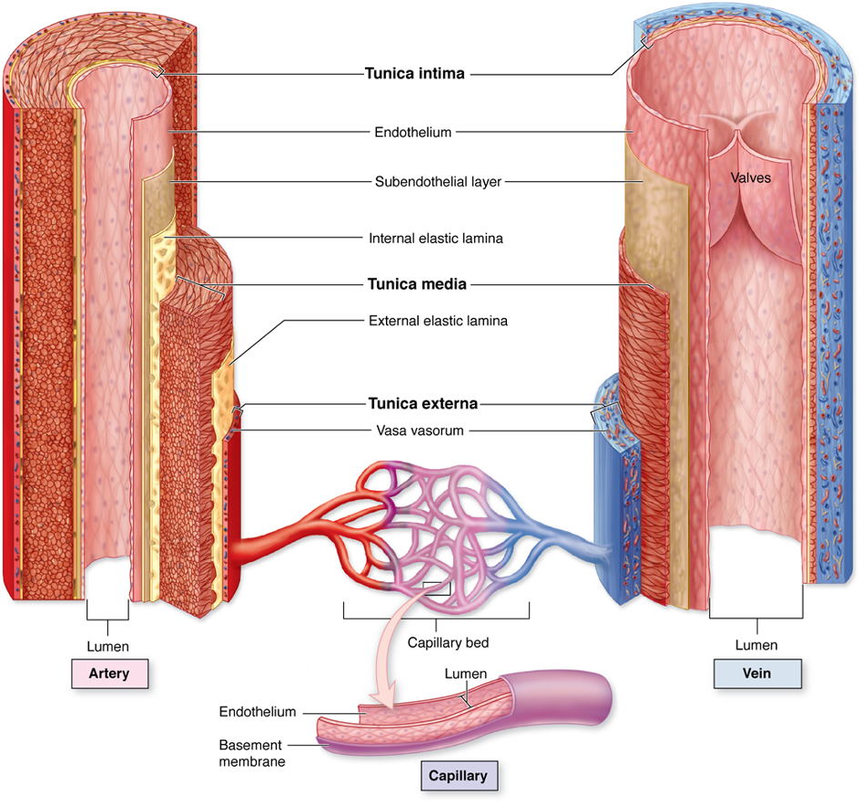 <ul><li><p>elastic fibers </p></li><li><p>collagen fibers </p></li><li><p>smooth muscle </p></li></ul><p></p>