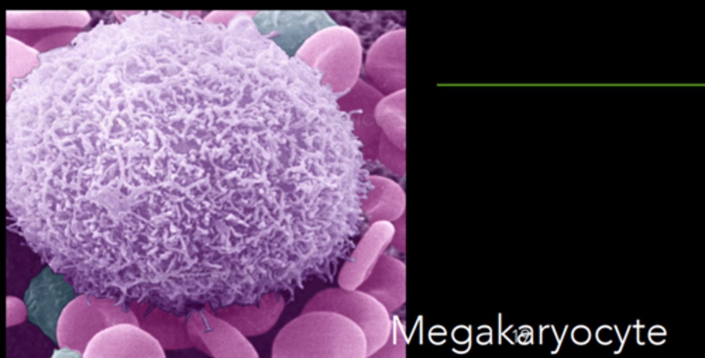 <p>Megakaryocytes in the bone barrow --> their cytoplasm breaks apart and forms platelets</p>