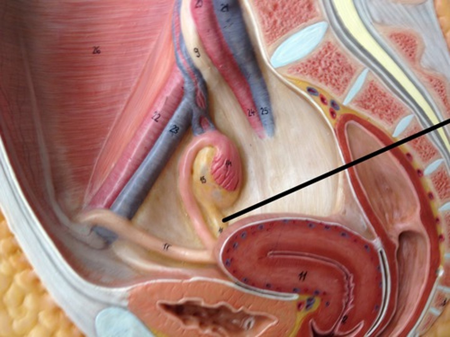 <p>anchors ovary medially to uterus</p>