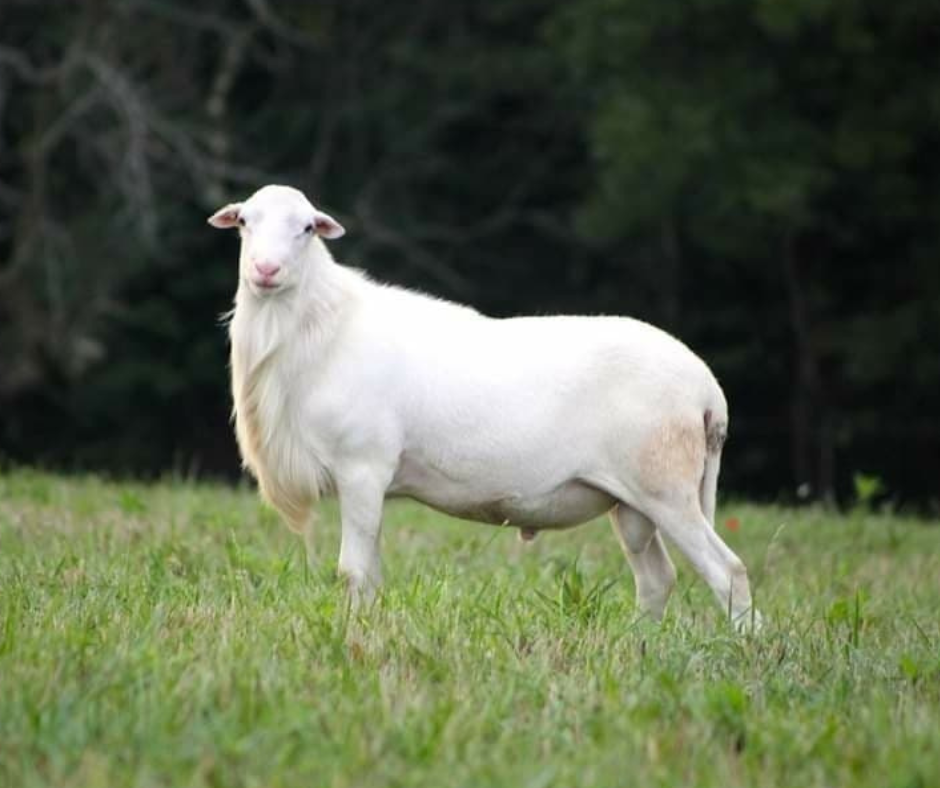 <p>Origin: Virgin Islands</p><p>White beard</p><p>noted for adaptability</p><p></p>