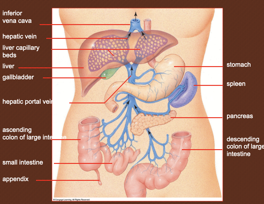 <p>All of the veins from the stomach, the spleen, the large intestine, small intestine, and pancreas fuse into one big vein called the hepatic portal vein to the liver which converts monosaccharides into glycogen, amino acids into plasma protein or secrete. excess amino acids can be converted to ammonia and urea or long chains of fatty acids.</p><p>When too much bile is produced and stored for too long in the gall bladder. Also can be caused by too much cholesterol</p>