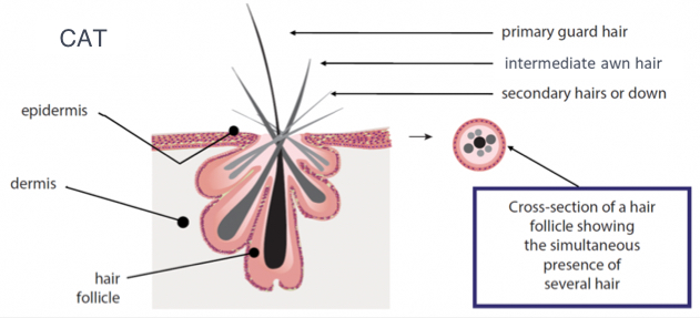 <p>In dogs and cats, the follicles are simple shortly after birth, but are complex during adolescence and adulthood</p><p>Follicles in double coated dogs have one primary (guard) hair and multiple secondary (undercoat) hairs. </p><p>Cats have primary, intermediate, and secondary hairs</p>