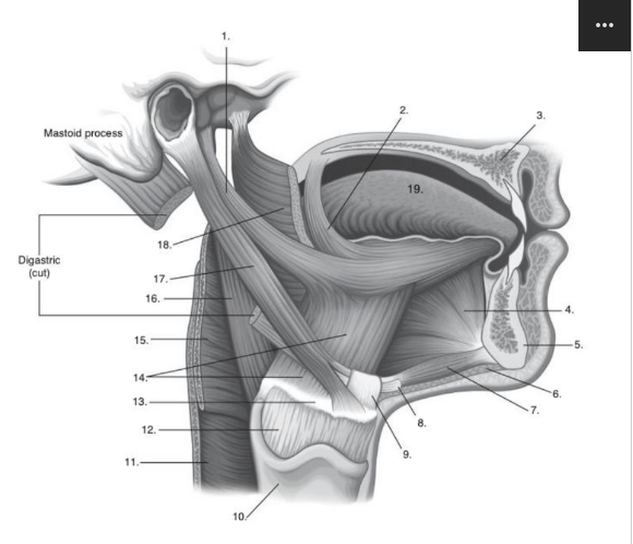 <p>Identify <strong>number 7</strong> in the image below:</p>