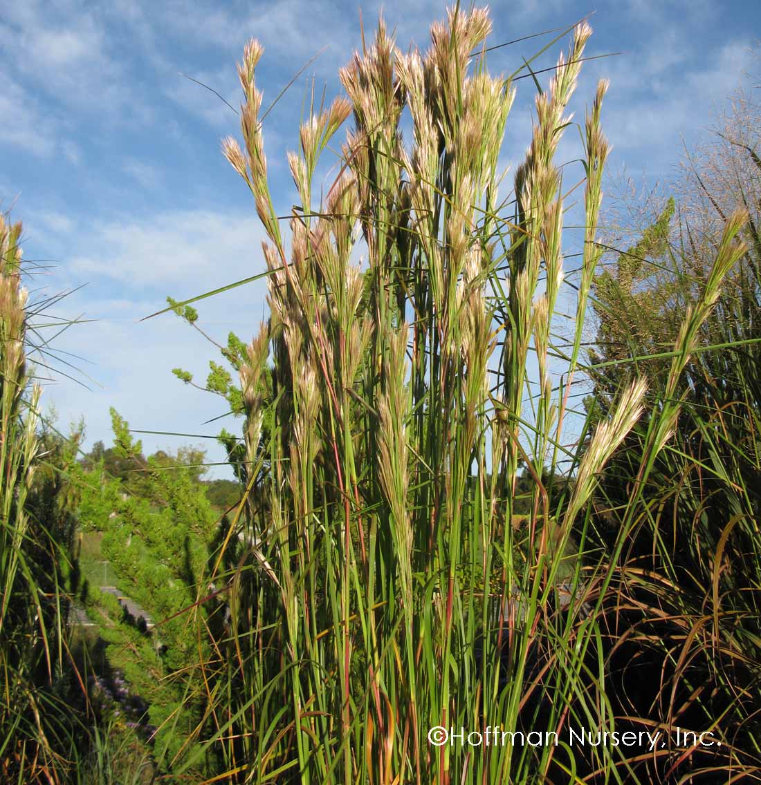 <ul><li><p>native, FACW</p></li><li><p>tall grass</p></li><li><p>blue-green leaves</p></li></ul>