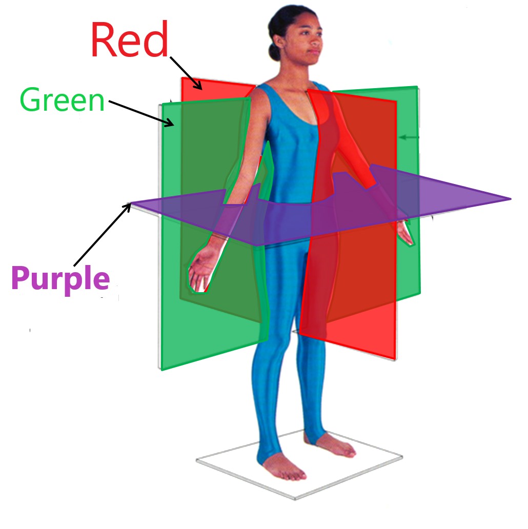<p>coronal plane</p>