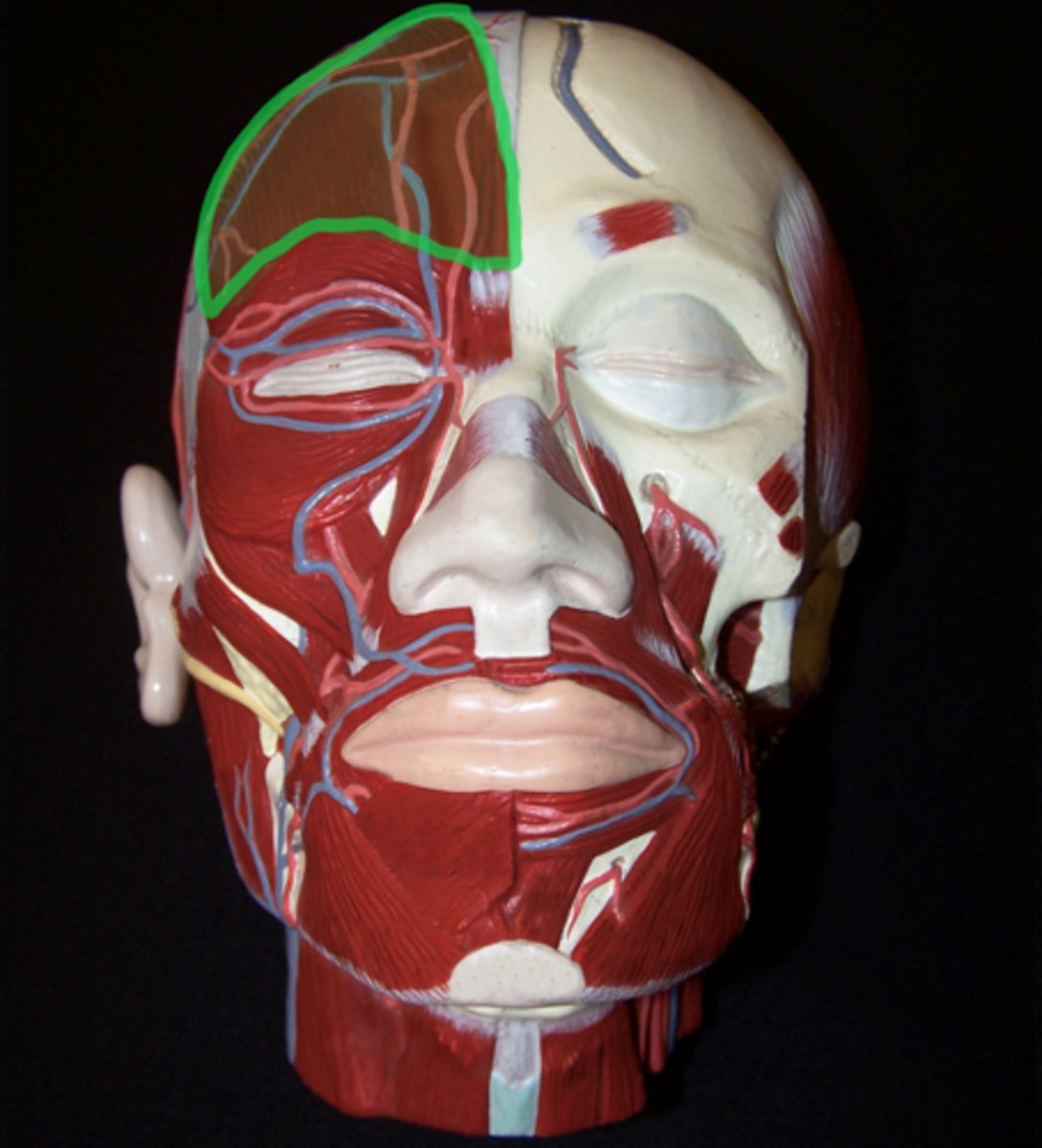 <p>Superficial side, right on the forehead.</p>