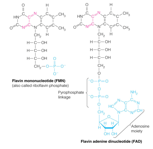 <p>Abbrev: FAD / FMN</p><p class="has-focus">Group Transfer: Electrons </p><p class="has-focus">Vitamin: B2 (Riboflavin)</p>