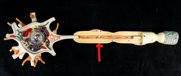 <p>What is this part of the neuron called?</p>